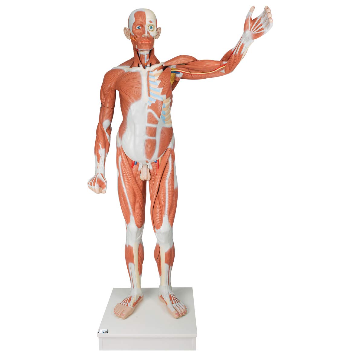 3b-scientific-m-nnliche-muskel-figur-lebensgro-37-teilig-muskeln-und-organe-abne image 1
