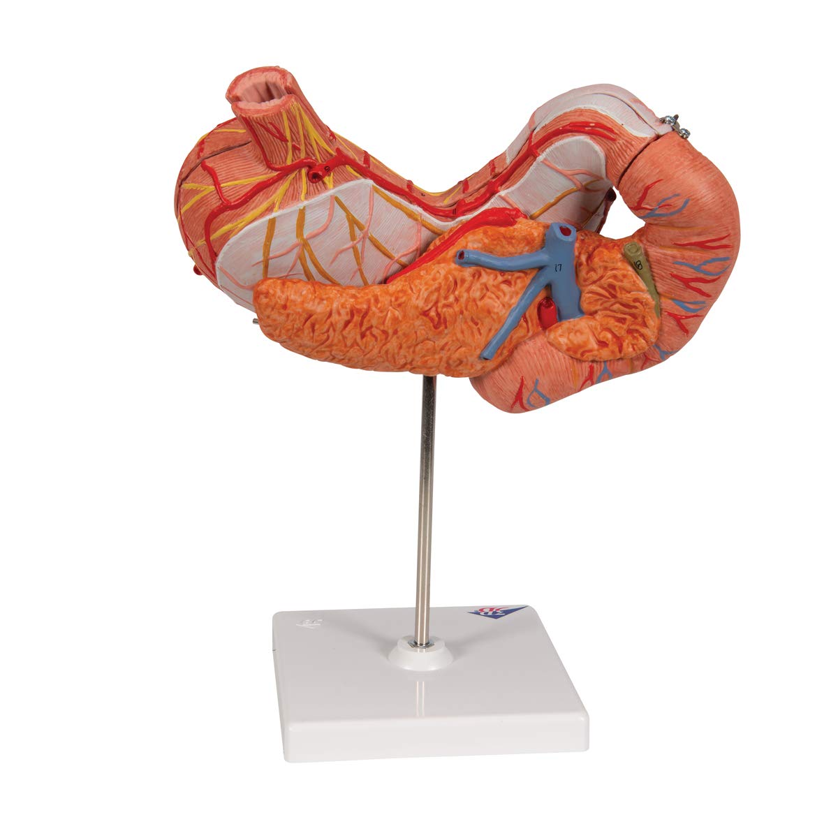 3b-scientific-magenmodell-3-teilig-anatomiemodell-aus-pvc image 4