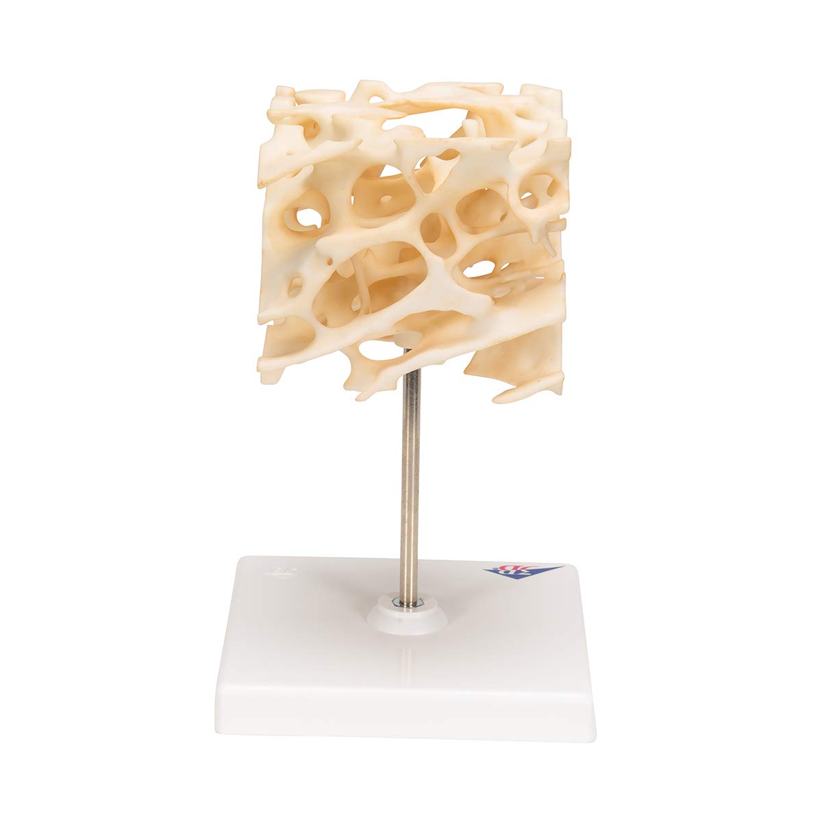 3b-scientific-knochenspongiosa-modell-100-fach-vergr-ert-3b-smart-anatomy-app image 4