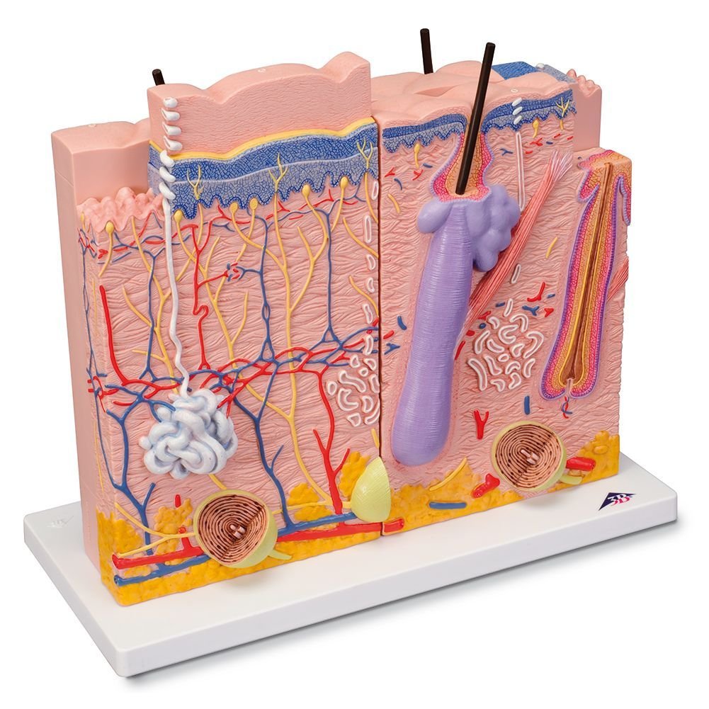 3b-scientific-hautschnitt-modell-feinstruktur-der-haut-mit-nagel-smart-anatomy-a image 5