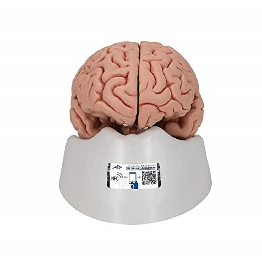 3b-scientific-klassisches-gehirn-5-teilig-lebensgro-physiologie-der-nerven-serie image 1