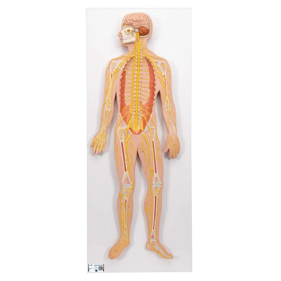 3b-scientific-nervensystem-modell-12-teilig-lebensgro-humananatomie-lehrmodell image 1