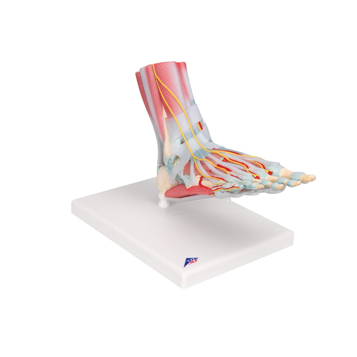3b-scientific-m34-1-fu-skelettmodell-mit-b-ndern-und-muskeln-smart-anatomy image 2