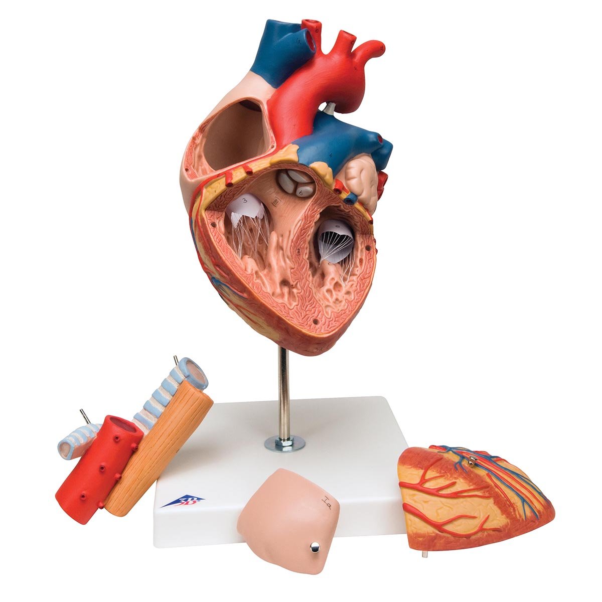 3b-scientific-g13-herz-mit-luft-und-speiser-hre-2-fache-gr-e-5-teilig-anatomiemo image 2
