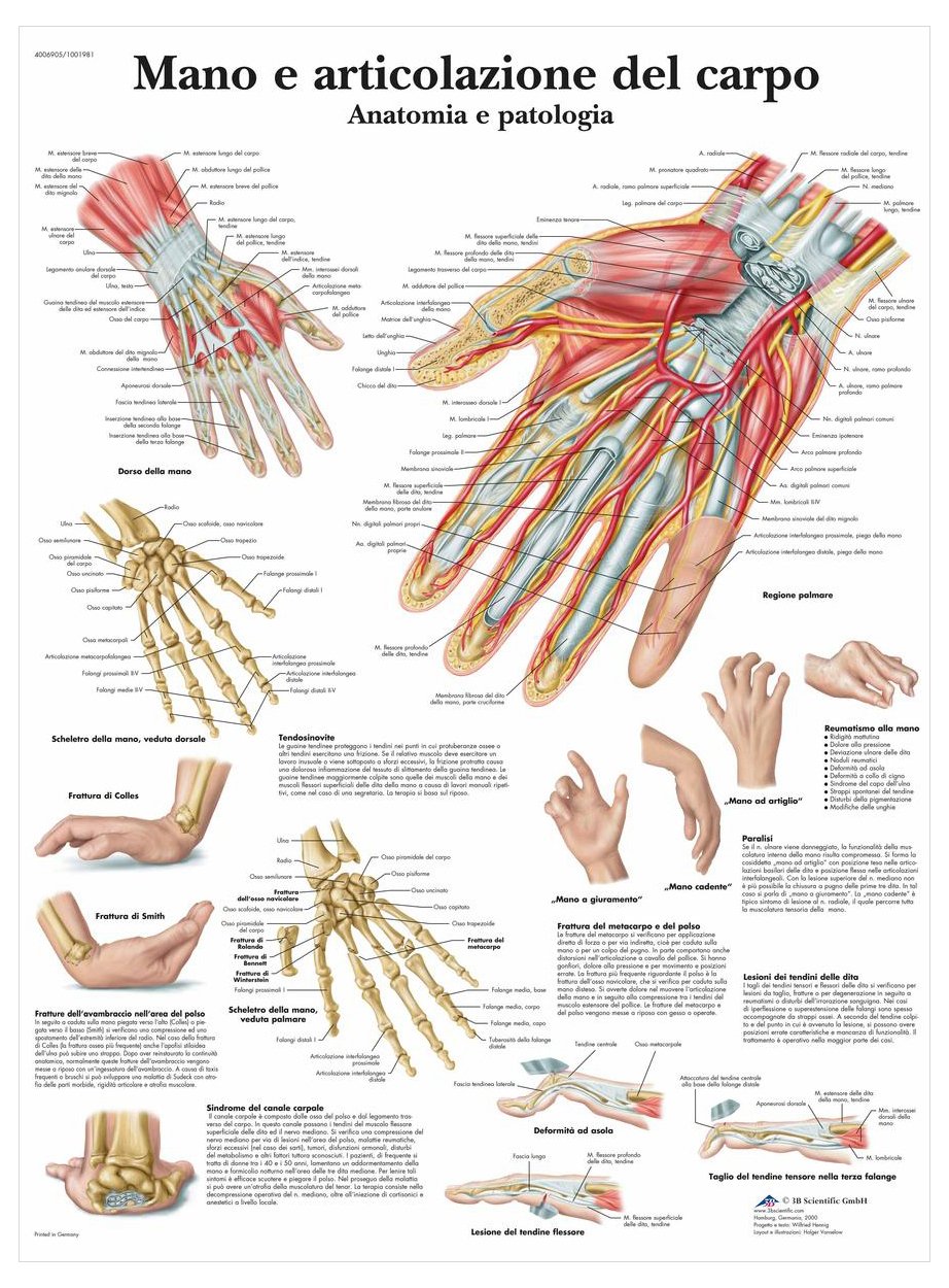 3b-scientific-lehrtafel-hand-und-handwurzelknochen-vr4171l-anatomie-poster image 2
