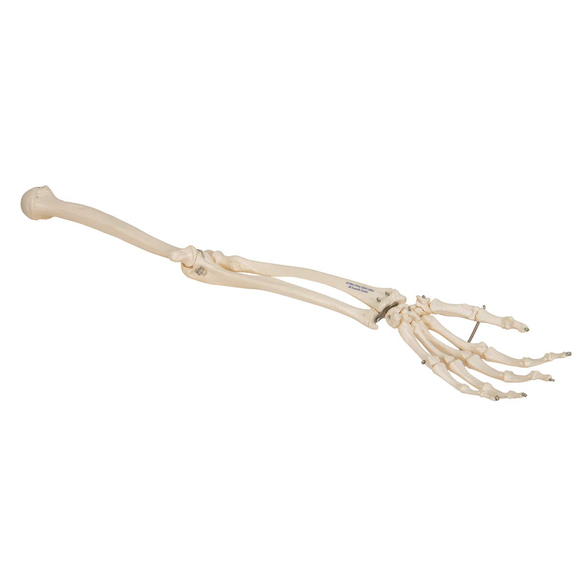 3b-scientific-armskelett-modell-mit-3b-smart-anatomy-app-menschliche-anatomie image 6