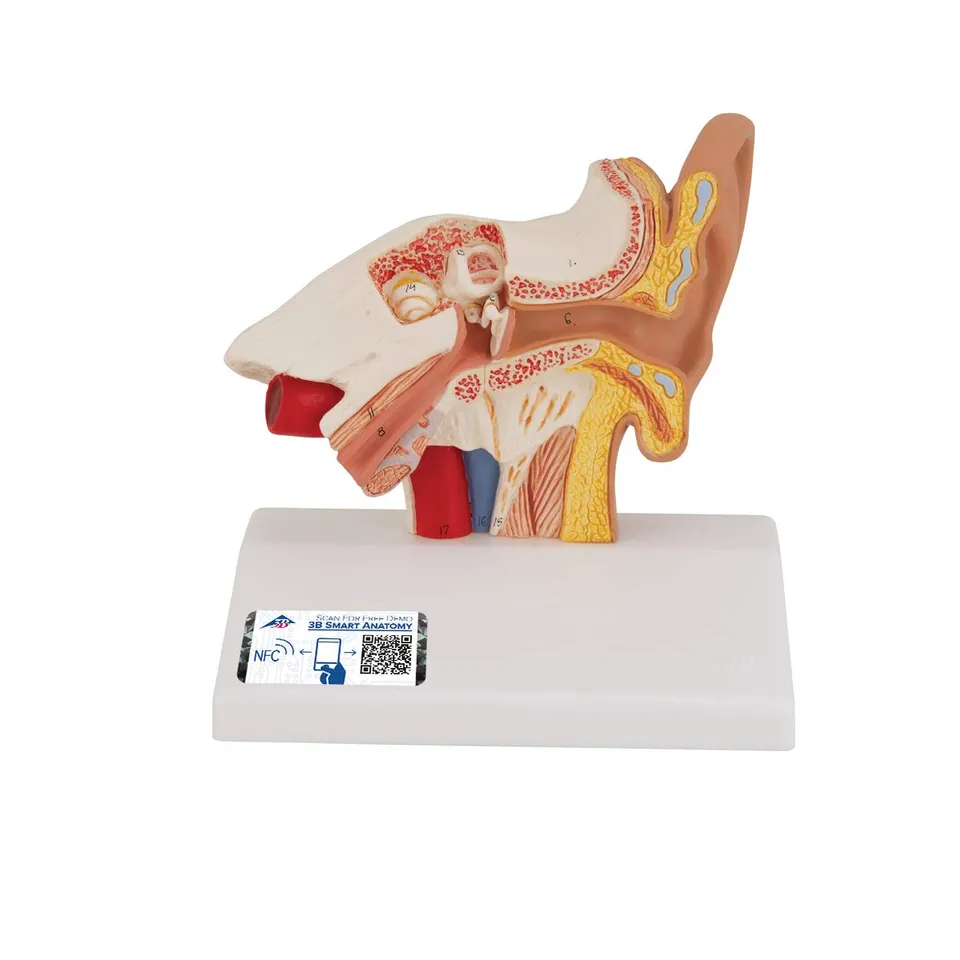 3b-scientific-e12-ohrmodell-tischgr-e-1-5-fach-vergr-ertes-ohr-au-en-mittel-und- image 1