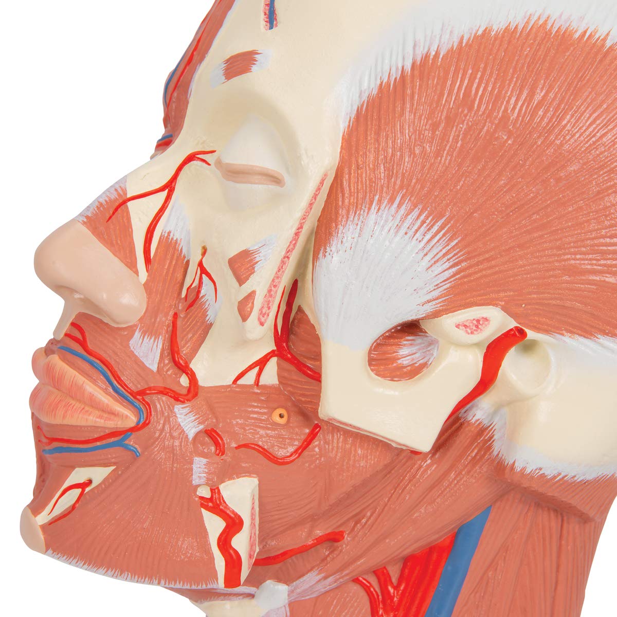 3b-scientific-kopfmodell-lebensgro-mit-muskulatur-blutgef-en-pvc-smart-anatomy-a image 7