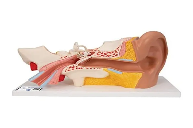 3b-scientific-ohrmodell-3-fache-gr-e-4-teilig-anatomiemodell-mit-smart-anatomy-a image 1
