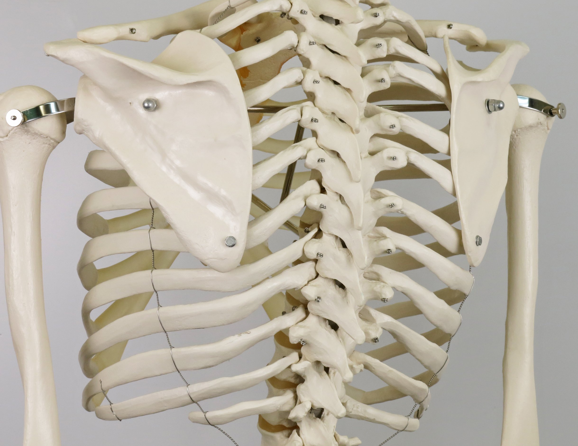 3b-scientific-skelettmodell-stan-a10-1-auf-h-ngest-nder-3b-smart-anatomy image 5