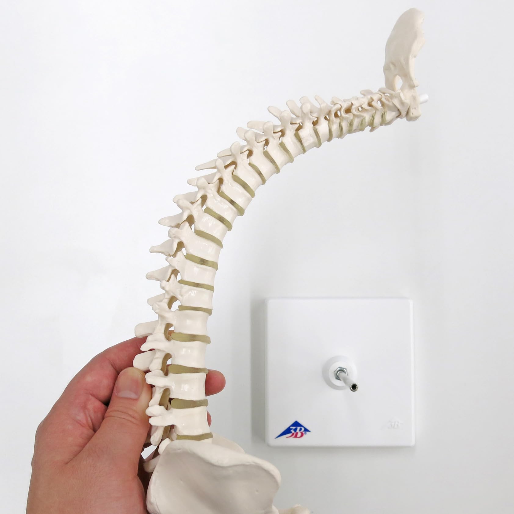 3b-scientific-mini-wirbels-ulenmodell-mit-becken-auf-stativ-flexibel-pvc image 2