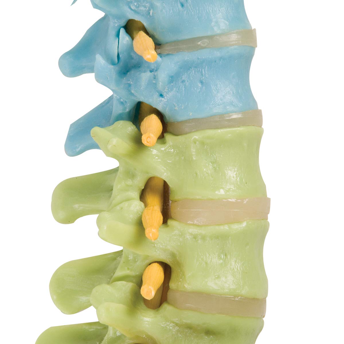 3b-scientific-flexibles-wirbels-ulenmodell-a58-8-didaktisch-smart-anatomy-app image 6