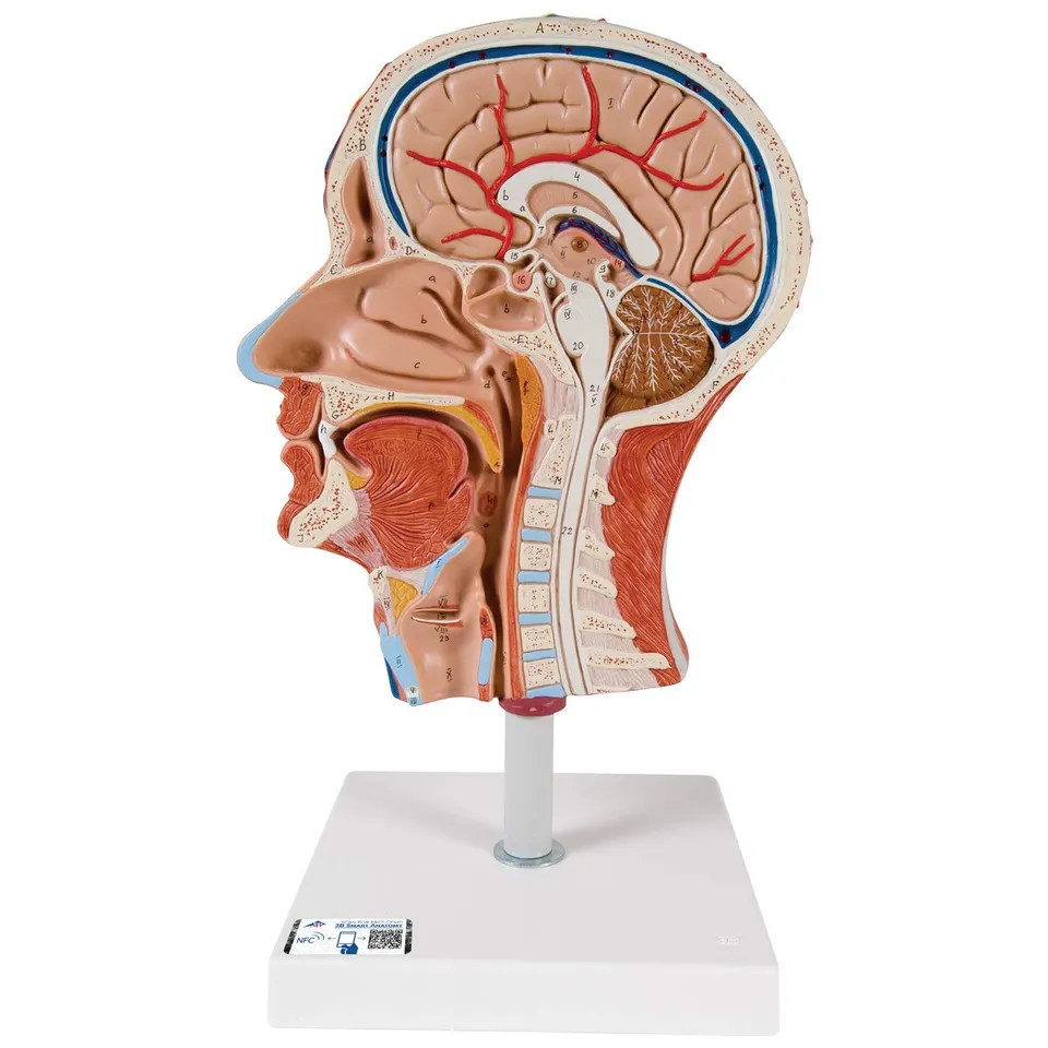 3b-scientific-halber-kopf-mit-muskulatur-lebensgro-es-sagittal-modell image 1