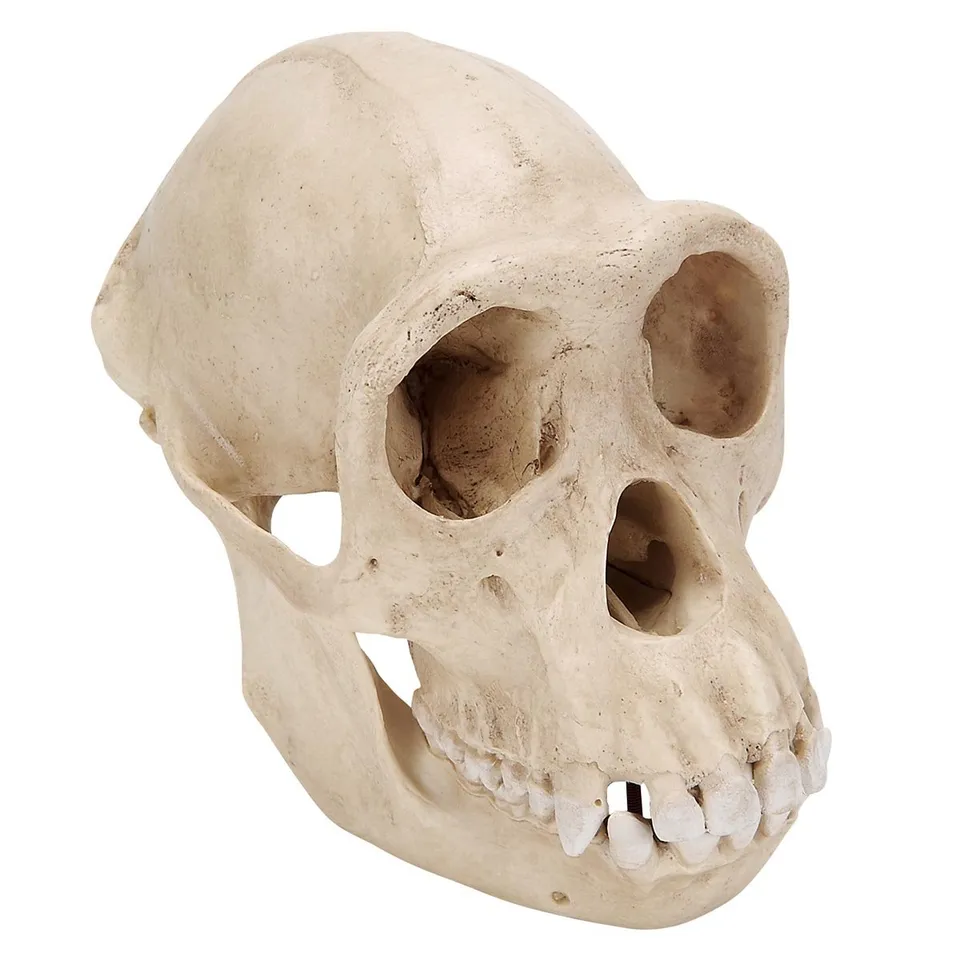 3b-scientific-schimpansensch-del-weiblich-pan-troglodytes-replikat-17x11-5x14-cm image 1