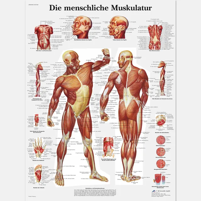 3b-scientific-lehrtafel-die-menschliche-muskulatur-vr0118uu-poster-50x67-cm image 1