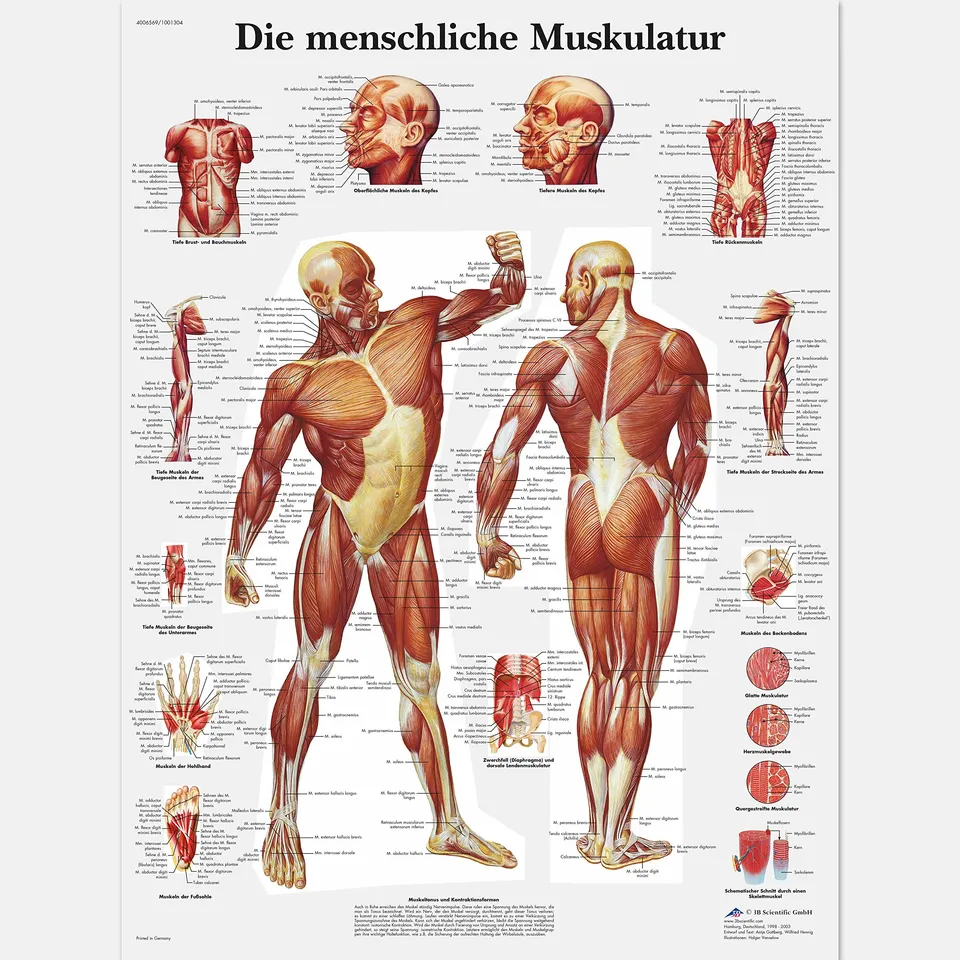 3b-scientific-lehrtafel-die-menschliche-muskulatur-vr0118uu-poster-50x67-cm image 1