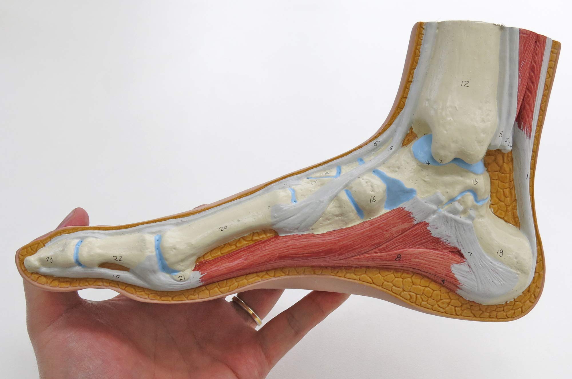 3b-scientific-m30-modell-normalfu-mit-3b-smart-anatomy image 3