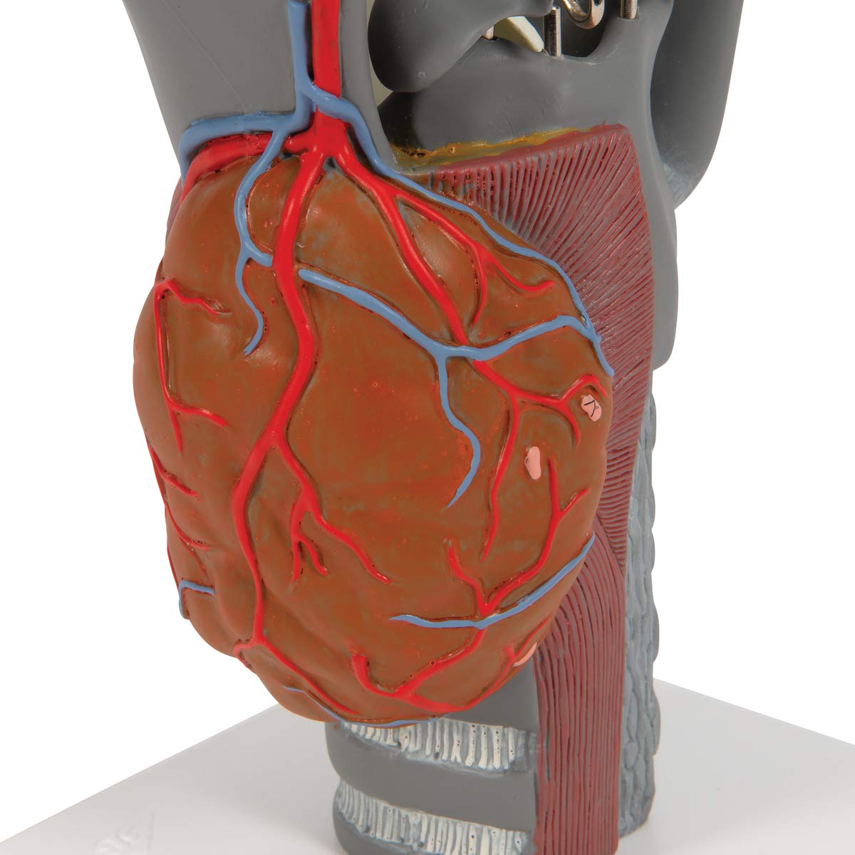 3b-scientific-funktionsmodell-kehlkopf-2-5-fache-gr-e-anatomisches-replikat-beig image 8