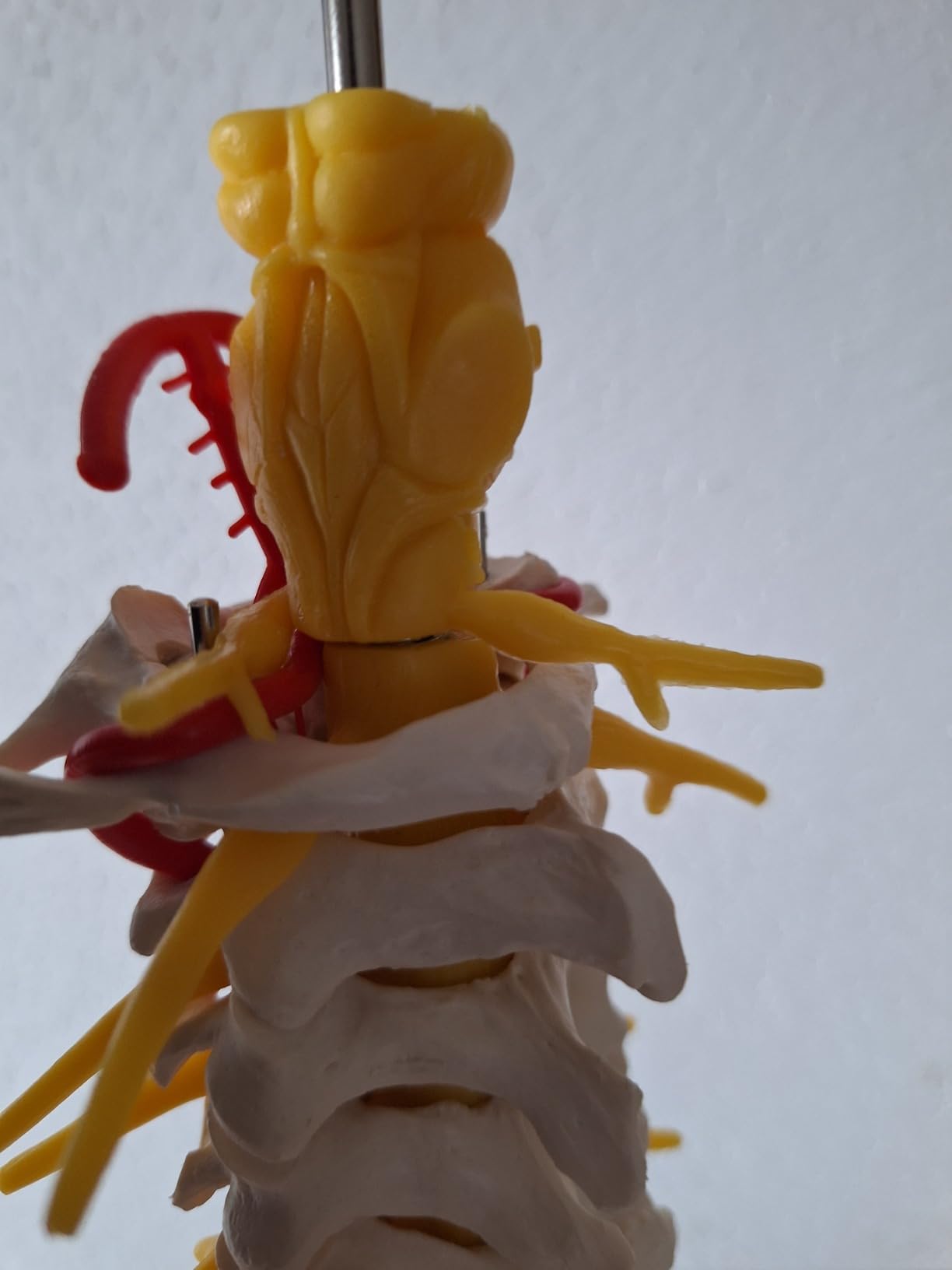 Top für Anatomie-Lernen