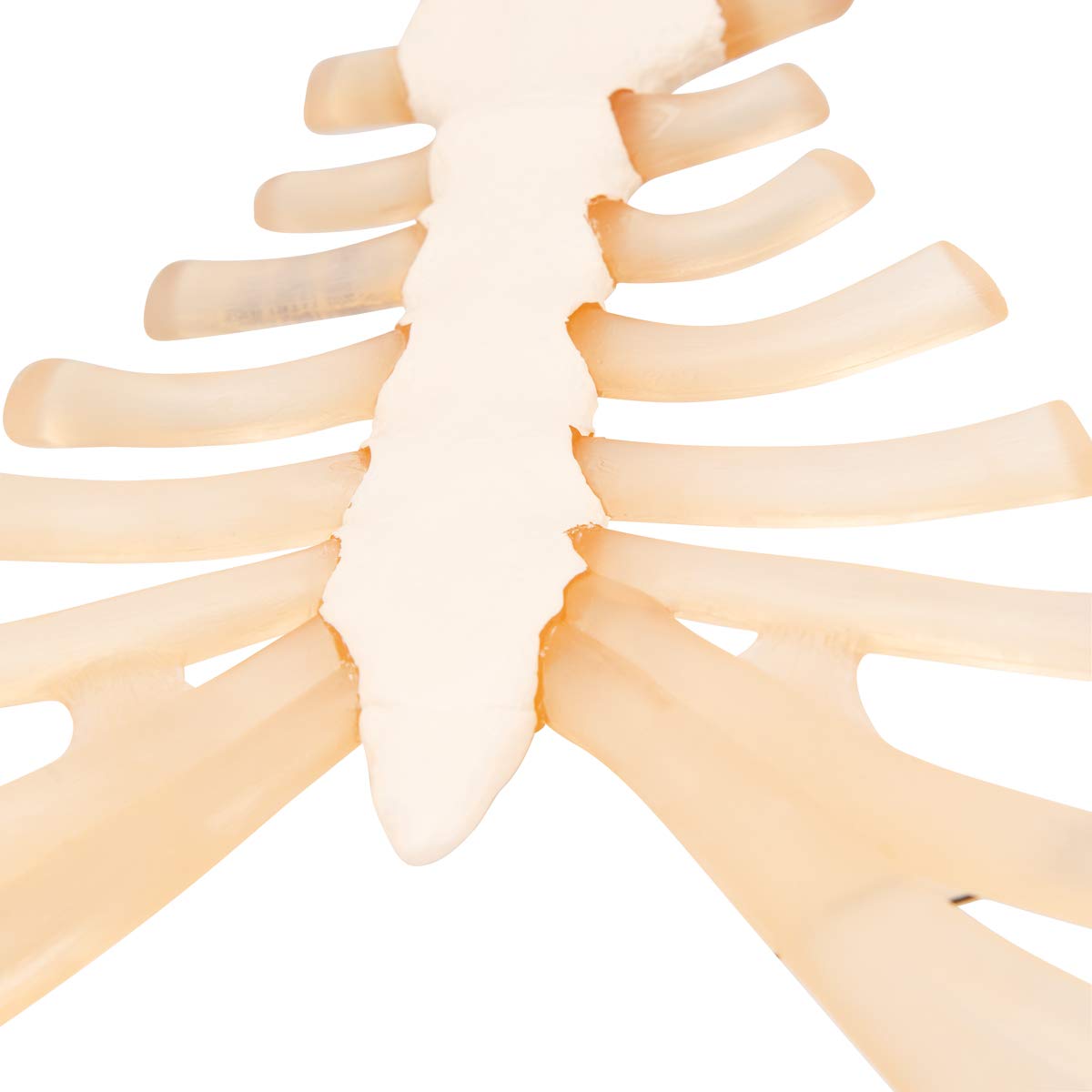 3b-scientific-brustbeinmodell-mit-rippenknorpel-pvc-smart-anatomy-app image 3