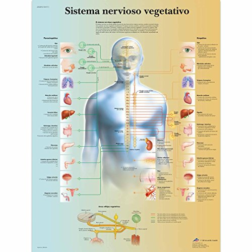 3b-scientific-nervensystem-poster-vegetativ-laminiert-50-x-67-cm image 3