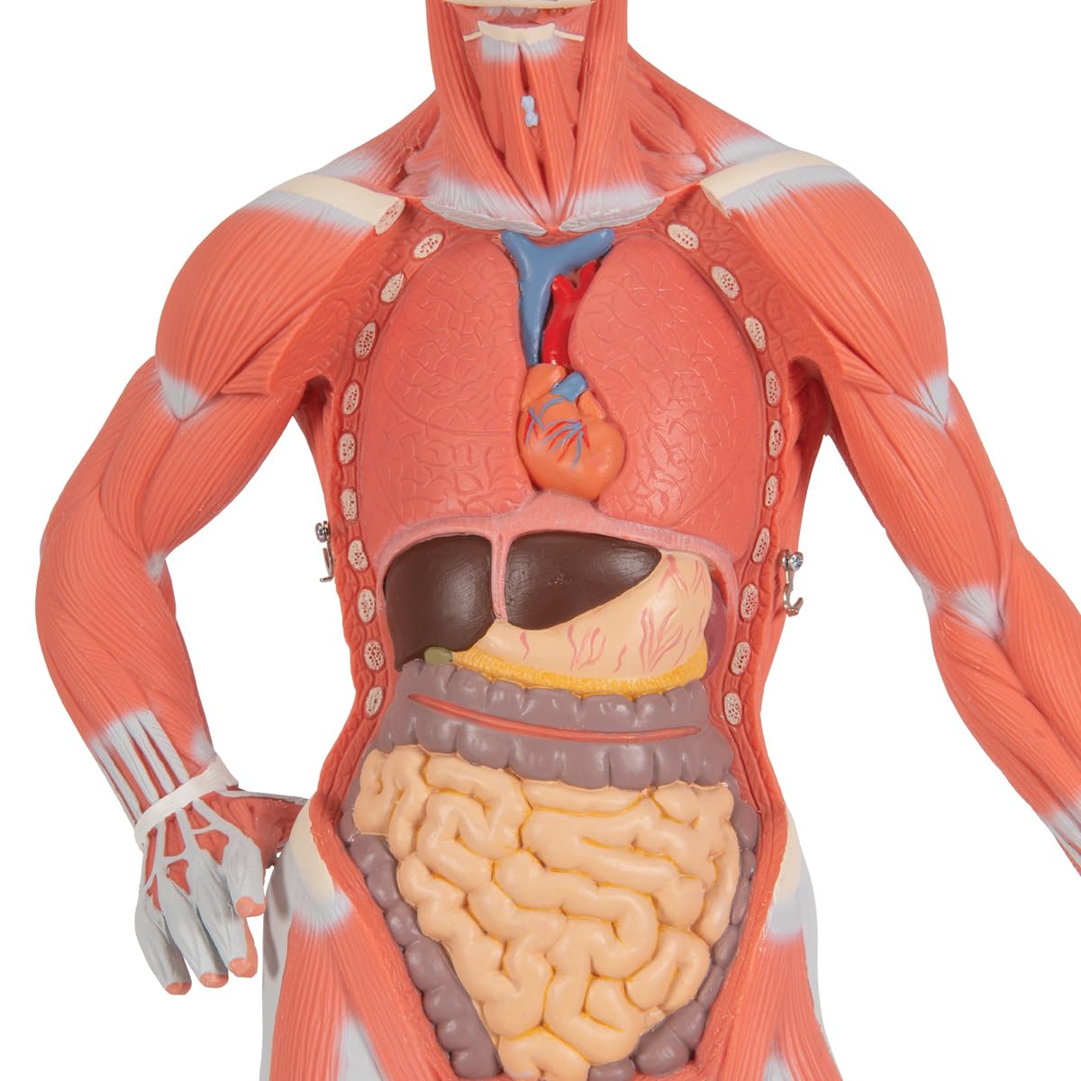 3b-scientific-mini-muskel-figur-2-teiliges-humananatomie-modell-mit-abnehmbarer- image 4