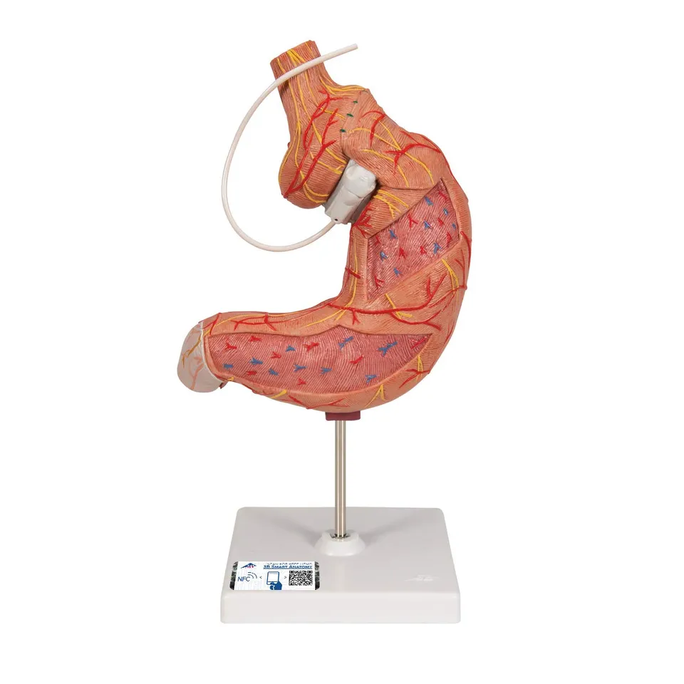 3b-scientific-magenbandmodell-menschlicher-magen-3b-smart-anatomy-app image 1