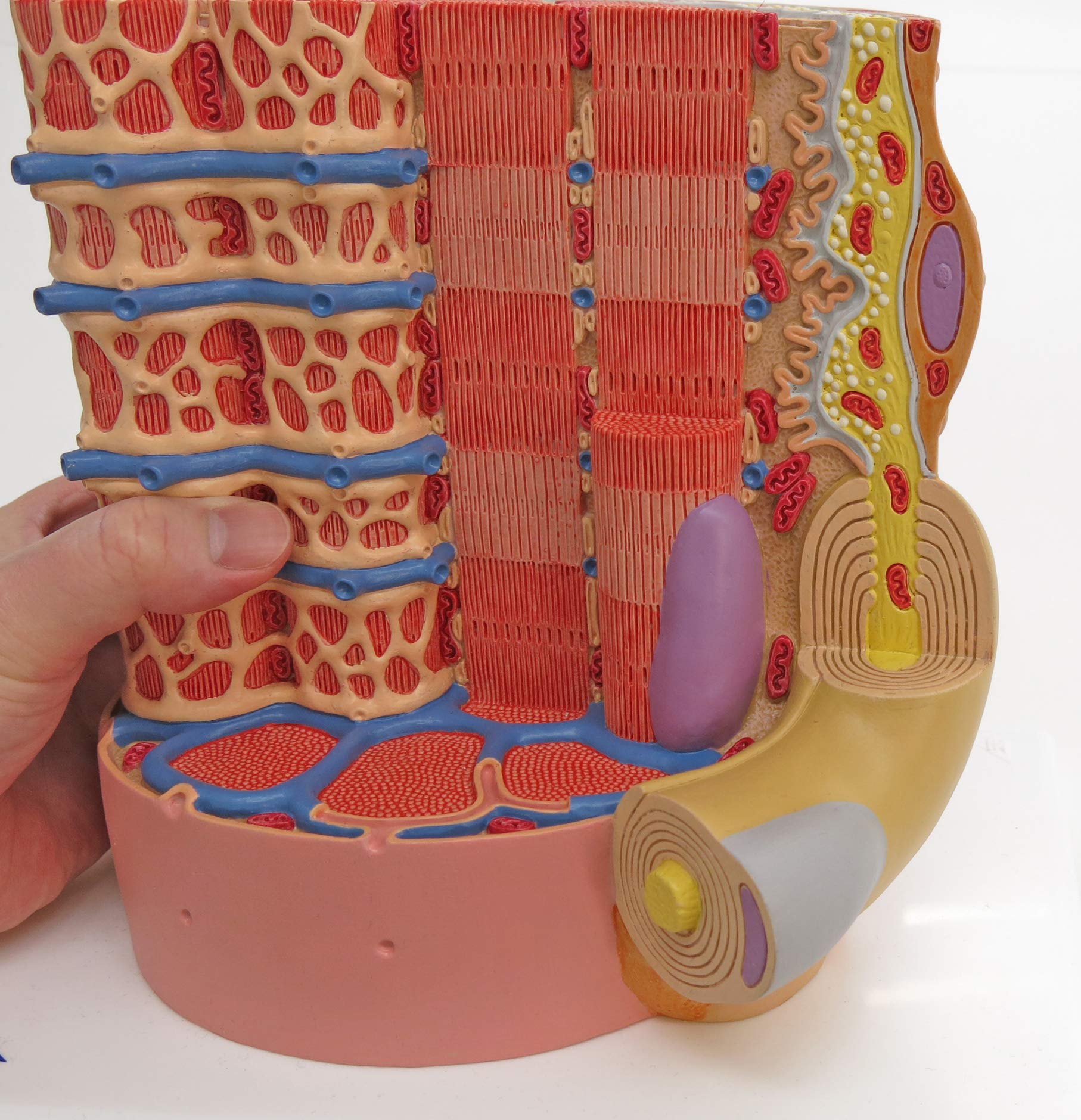 3b-scientific-microanatomy-muskelfaser-modell-10-000-fach-muskel-faser-mit-sarko image 3