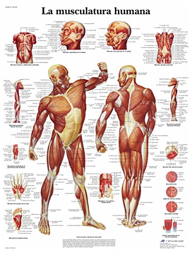3b-scientific-menschliche-muskulatur-laminierte-anatomietafel-50x67-cm image 4