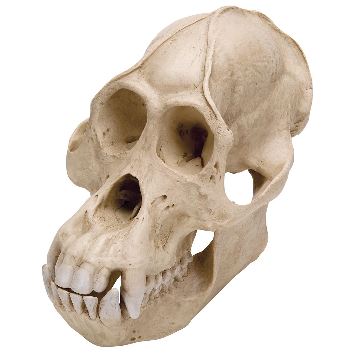3b-scientific-orang-utan-sch-del-pongo-pygmaeus-masculum-replikat-sch-delmodell image 1