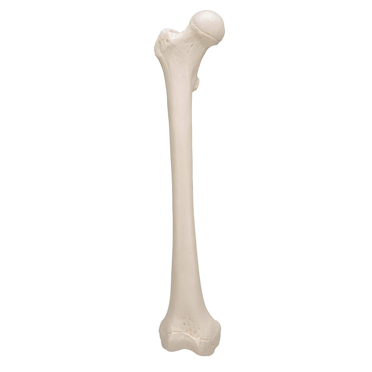 3b-scientific-a35-1-femur-modell-3b-smart-anatomy image 6