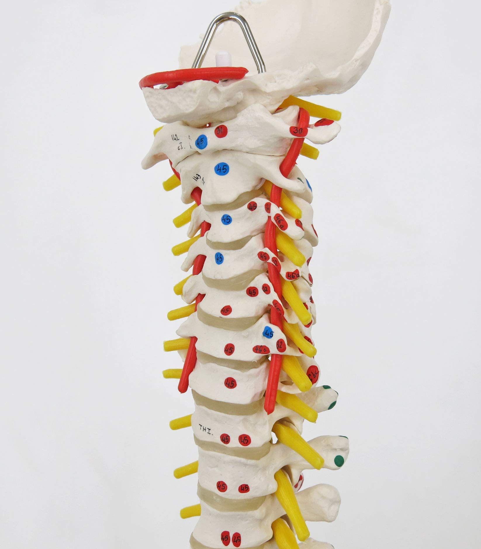 3b-scientific-flexible-wirbels-ule-klassik-lebensgro-es-wirbels-ulenmodell-mit-m image 3