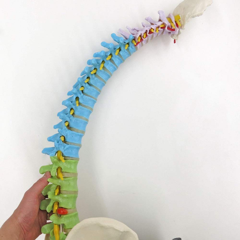 3b-scientific-didaktische-flexible-wirbels-ule-a58-9-82-cm-mit-oberschenkelk-pfe image 3