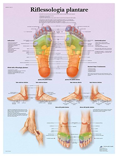 3b-scientific-plantare-reflexzonen-tafel-laminiertes-fu-reflexzonen-poster-f-r-s image 3