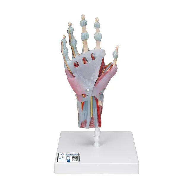3b-scientific-m33-1-hand-skelett-modell-mit-b-ndern-und-muskeln-3b-smart-anatomy image 1