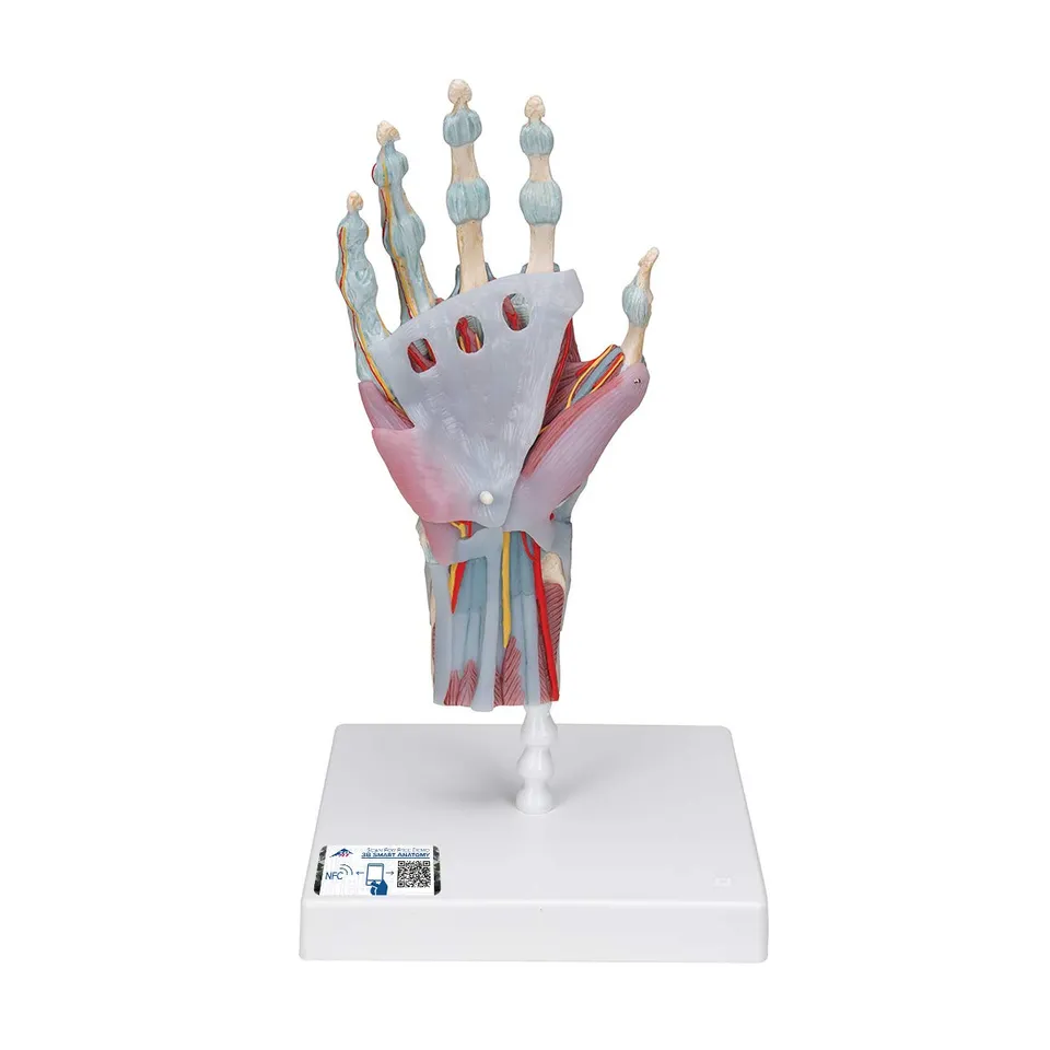 3b-scientific-m33-1-hand-skelett-modell-mit-b-ndern-und-muskeln-3b-smart-anatomy image 1