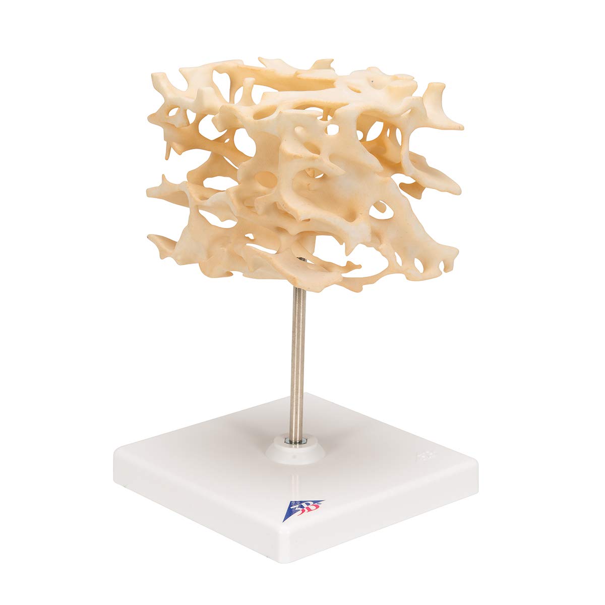 3b-scientific-knochenspongiosa-modell-100-fach-vergr-ert-3b-smart-anatomy-app image 2