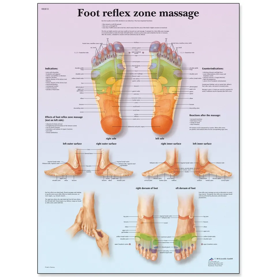 3b-scientific-fu-reflexzonenmassage-vr1810l-laminierte-lehrtafel image 1