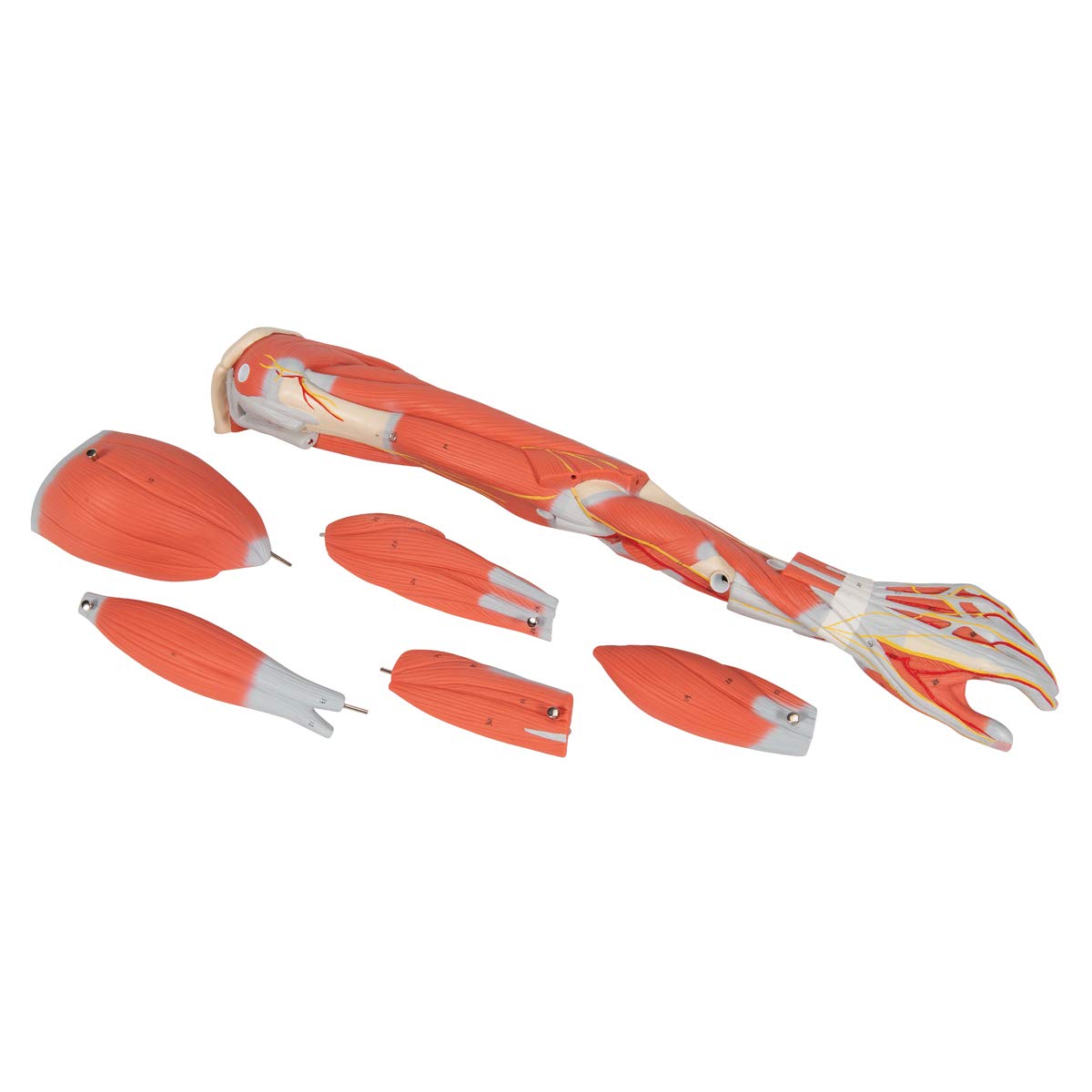 3b-scientific-armmuskel-modell-6-teilig-lebensgro-es-arm-modell-mit-abnehmbaren- image 5