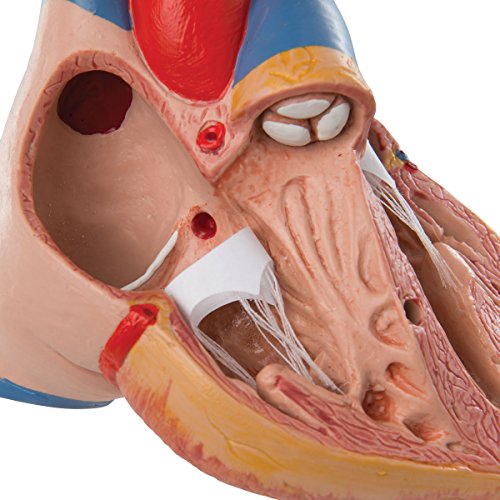 3b-scientific-herzmodell-klassik-3-teilig-lebensgro-herz-mit-thymus-und-smart-an image 8