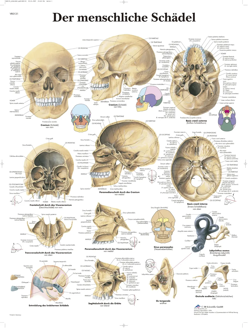 3b-scientific-lehrtafel-menschlicher-sch-del-67x50-cm-vr0131uu-poster image 1