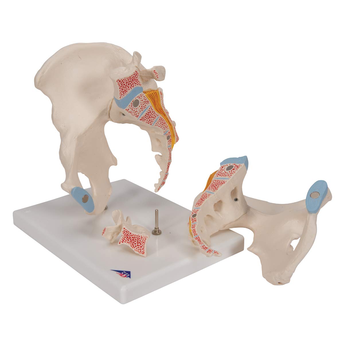 3b-scientific-m-nnliches-becken-modell-3-teilig-3b-smart-anatomy-app image 6