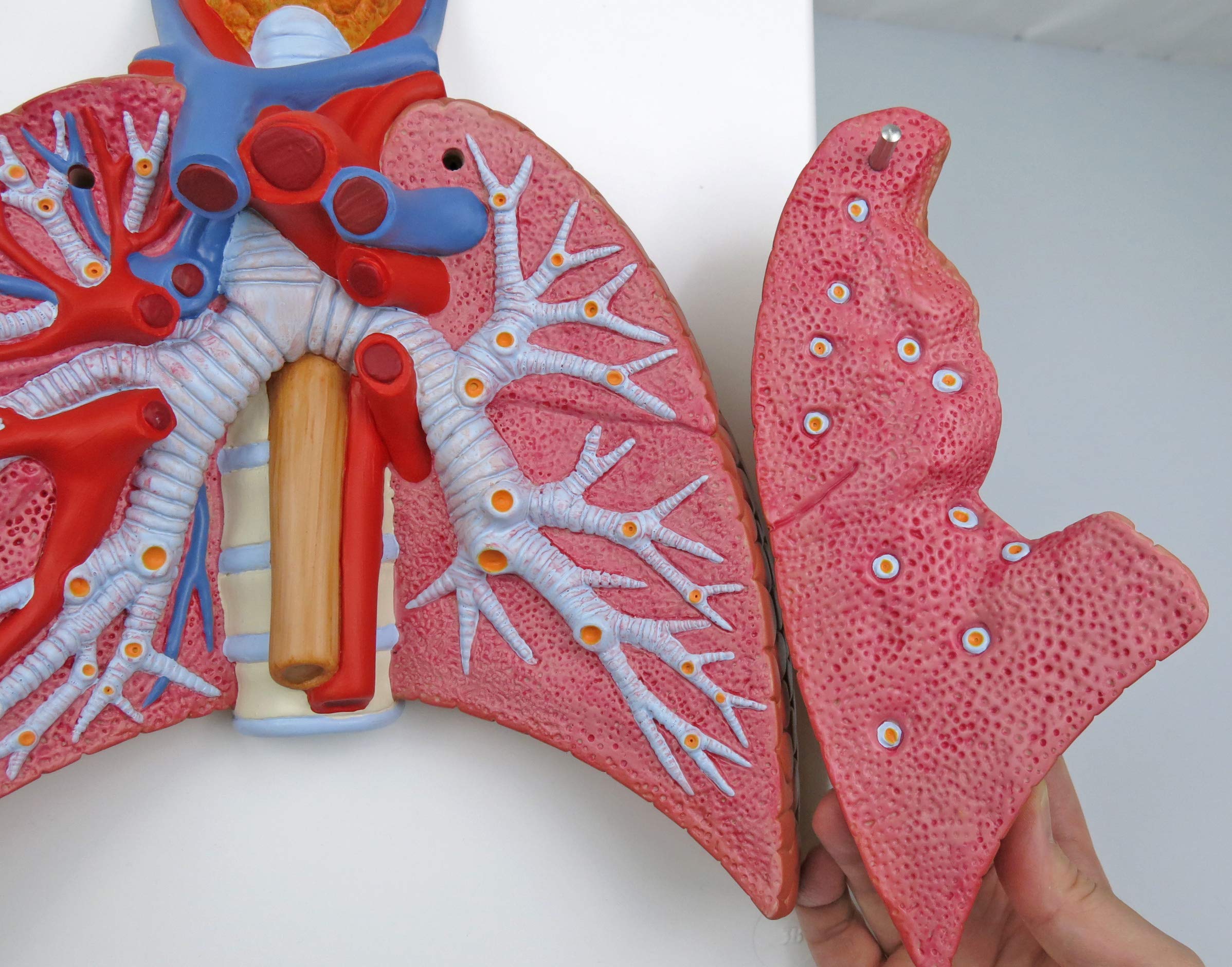 3b-scientific-lungenmodell-mit-kehlkopf-5-teiliges-humananatomie-modell-mit-abne image 3