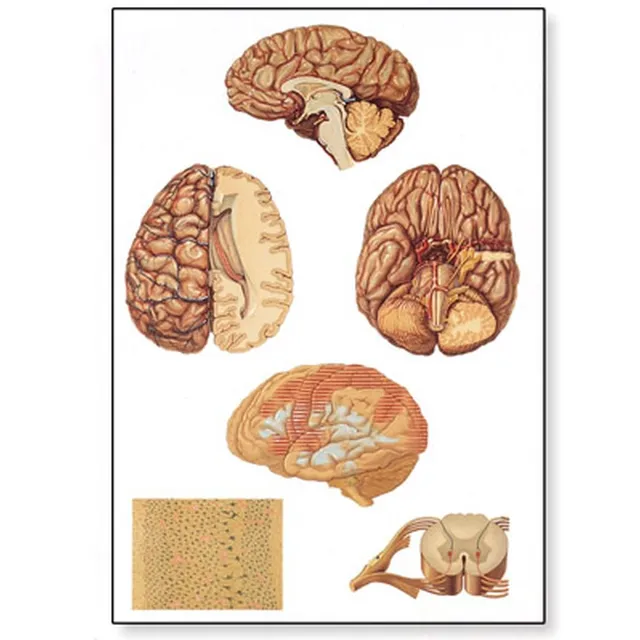 3b-scientific-menschliche-anatomie-lehrtafel-das-zentralnervensystem-84x200-cm-o image 1