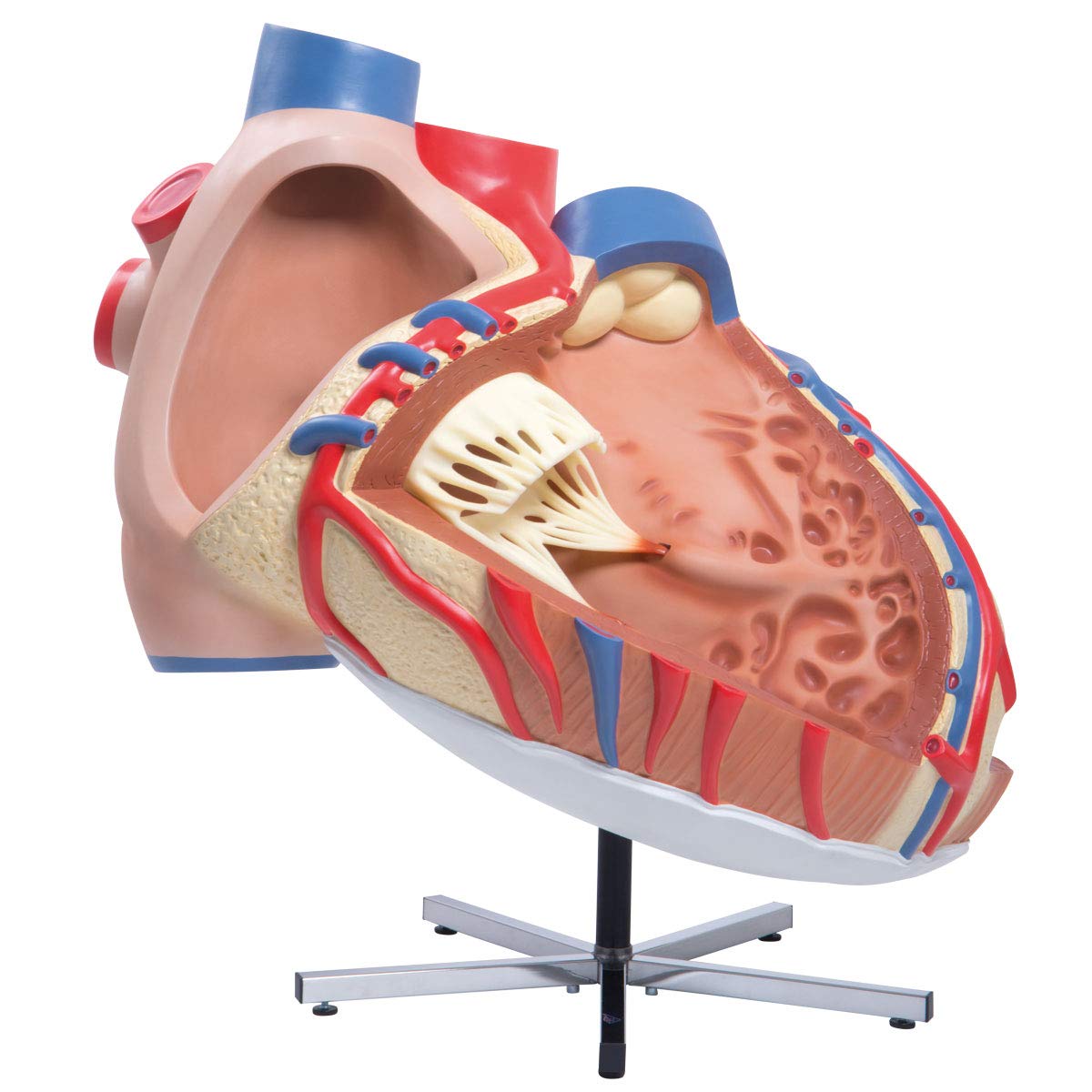3b-scientific-riesen-herzmodell-8-fach-vergr-ert-zerlegbar-pvc-smart-anatomy-app image 3