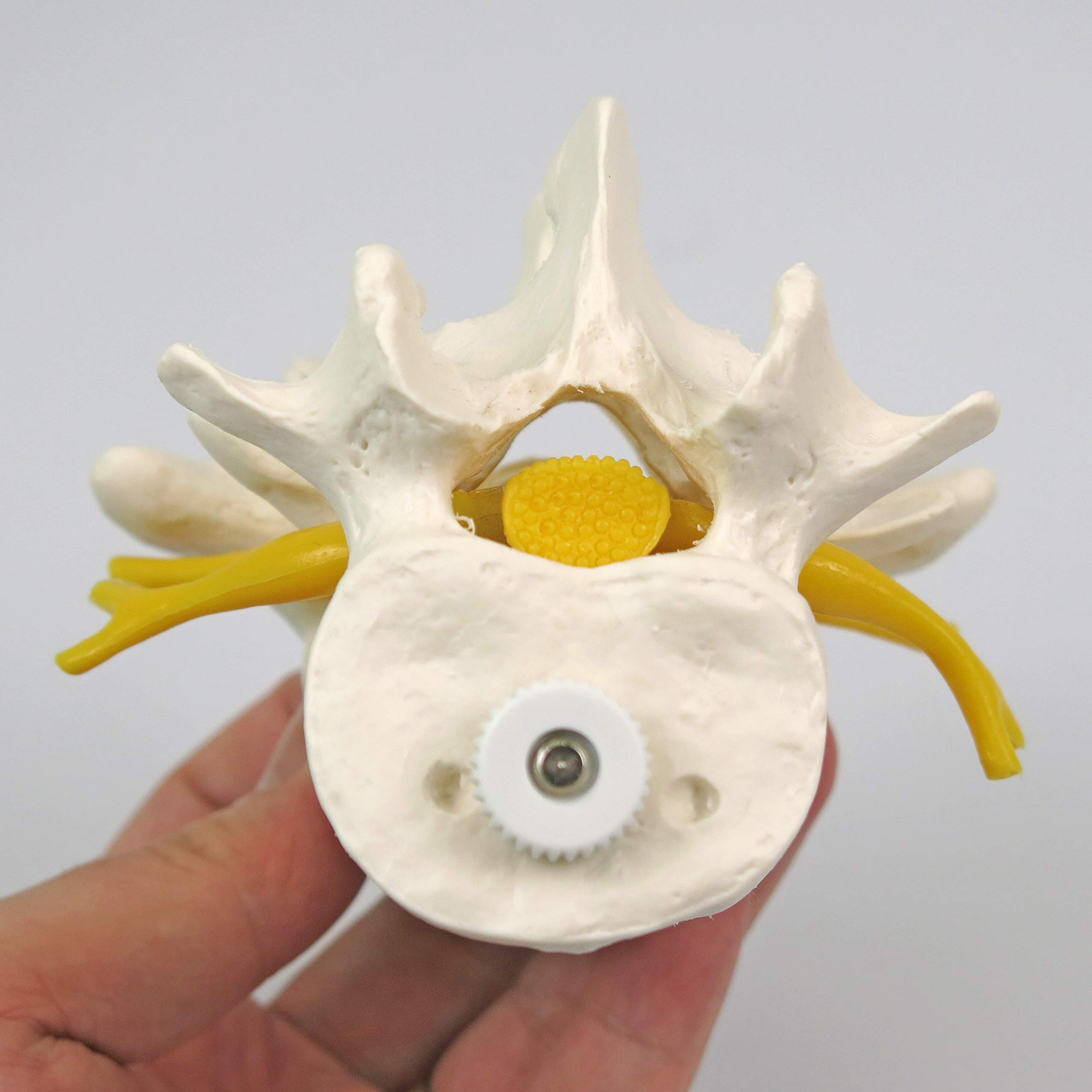 3b-scientific-a76-8-3-lendenwirbel-flexibel-montiert-mit-spinalnerven image 7