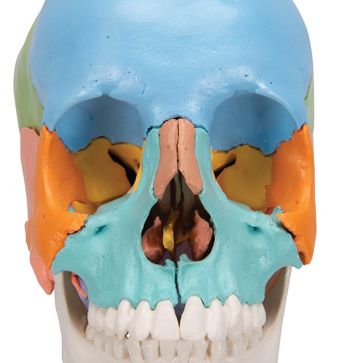 3b-scientific-didaktisches-sch-delmodell-22-teilig-mit-smart-anatomy-app image 7