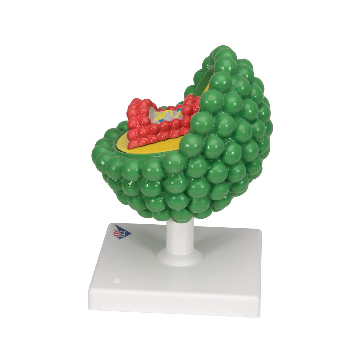 3b-scientific-hiv-modell-l40-microanatomy-virusmodell-mit-sockel-smart-anatomy-a image 4