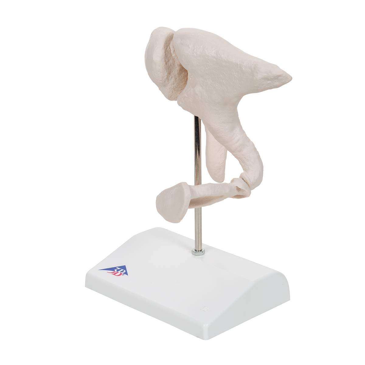 3b-scientific-3b-smart-anatomy-a101-geh-rkn-chelchen-modell-20-fach-vergr-ert image 6