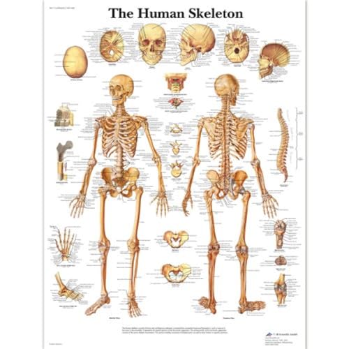 3b-scientific-vr1113uu-lehrtafel-das-menschliche-skelett-papierposter-50x67-cm-e image 4